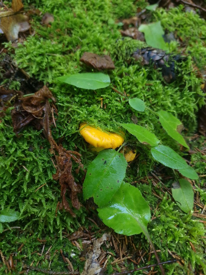 Pilze beim Waldbaden