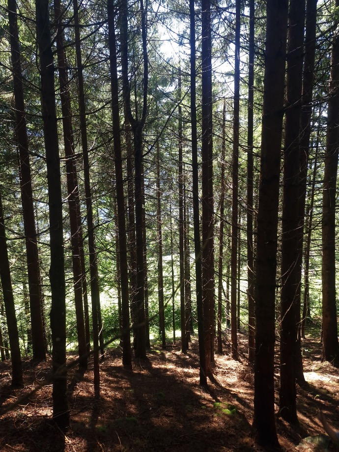 Waldbaden