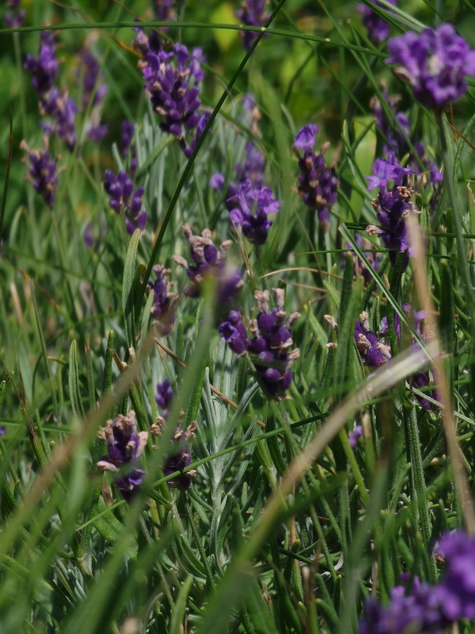 Lavendel Waldbaden